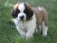 St. Bernard Puppies for sale in Raleigh, NC, USA. price: $650