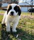 St. Bernard Puppies for sale in Stanley, VA 22851, USA. price: $600