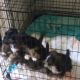 St. Bernard Puppies for sale in Greenville, SC, USA. price: NA