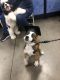 St. Bernard Puppies for sale in Henderson, NV, USA. price: NA