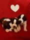 St. Bernard Puppies for sale in Colstrip, MT 59323, USA. price: $750