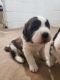 St. Bernard Puppies for sale in Pleasantville, IA 50225, USA. price: $1,500