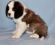 St. Bernard Puppies for sale in Jackson, AL 36545, USA. price: $600