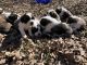 St. Bernard Puppies for sale in Pleasant Hill, MO 64080, USA. price: $1,000
