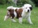 St. Bernard Puppies for sale in Knoxville, TN, USA. price: $650