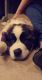 St. Bernard Puppies for sale in Colorado Springs, CO 80909, USA. price: NA