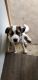 St. Bernard Puppies for sale in San Antonio, TX 78216, USA. price: NA