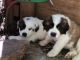 St. Bernard Puppies for sale in Homer, GA, USA. price: NA