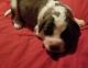 St. Bernard Puppies for sale in Horse Shoe, NC 28742, USA. price: $1,200