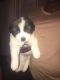 St. Bernard Puppies for sale in Columbia, SC, USA. price: $300