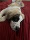 St. Bernard Puppies for sale in Ottawa, KS 66067, USA. price: $550