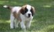 St. Bernard Puppies for sale in Cashmere, WA 98815, USA. price: $500