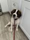 St. Bernard Puppies for sale in Lexington, KY, USA. price: $700