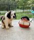 St. Bernard Puppies for sale in Overland Park, KS, USA. price: NA