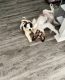 St. Bernard Puppies for sale in Overland Park, KS, USA. price: $4,000