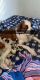St. Bernard Puppies for sale in Mankato, MN, USA. price: $500