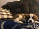 St. Bernard Puppies for sale in Gilbertsville, PA, USA. price: NA