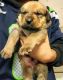 St. Bernard Puppies for sale in Walla Walla, WA 99362, USA. price: NA