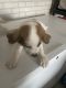 St. Bernard Puppies for sale in Mankato, MN, USA. price: NA