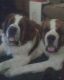 St. Bernard Puppies for sale in Chilcoot, Chilcoot-Vinton, CA 96105, USA. price: NA
