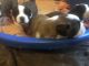 St. Bernard Puppies for sale in South Fallsburg, NY, USA. price: $1,200