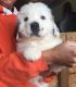 St. Bernard Puppies for sale in Spicer, MN 56288, USA. price: NA
