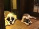 St. Bernard Puppies for sale in Williamstown, WV 26187, USA. price: NA