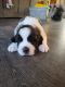 St. Bernard Puppies for sale in Parker, CO, USA. price: $700