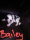 St. Bernard Puppies for sale in Bradford County, PA, USA. price: NA