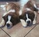 St. Bernard Puppies for sale in New Orleans, LA, USA. price: NA