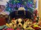 St. Bernard Puppies for sale in Gwinn, MI 49841, USA. price: NA