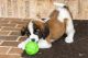 St. Bernard Puppies for sale in Center Valley, PA 18034, USA. price: NA