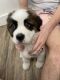 St. Bernard Puppies for sale in Orem, UT 84057, USA. price: NA