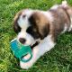 St. Bernard Puppies for sale in West Valley City, UT, USA. price: $800