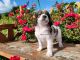 St. Bernard Puppies for sale in Seattle, WA, USA. price: NA