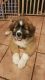 St. Bernard Puppies for sale in Berks County, PA, USA. price: NA