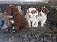 St. Bernard Puppies for sale in Tehachapi, CA 93561, USA. price: $900