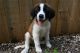 St. Bernard Puppies for sale in Fort Scott, KS 66701, USA. price: $600