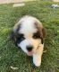 St. Bernard Puppies for sale in Atlanta, GA, USA. price: $1,000