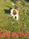St. Bernard Puppies for sale in Ottumwa, IA 52501, USA. price: $800