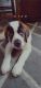 St. Bernard Puppies for sale in 414 Southridge Rd, Fort Morgan, CO 80701, USA. price: $600
