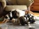 St. Bernard Puppies for sale in Atkinson, IL 61235, USA. price: $700