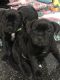 Staffordshire Bull Terrier Puppies for sale in 505 Hill Rd, Gold Hill, NC 28071, USA. price: NA