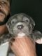 Staffordshire Bull Terrier Puppies for sale in 415 N Eagles Bluff, Alpharetta, GA 30022, USA. price: $700