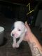 Staffordshire Bull Terrier Puppies for sale in Perris, CA, USA. price: $400