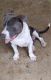 Staffordshire Bull Terrier Puppies for sale in Sheridan, AR 72150, USA. price: $1,000