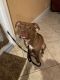 Staffordshire Bull Terrier Puppies for sale in West Palm Beach, FL, USA. price: $950