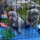 Staffordshire Bull Terrier Puppies for sale in 9 E Grange Ave, Manchester M11 4JB, UK. price: 650 GBP
