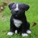 Staffordshire Bull Terrier Puppies for sale in San Antonio, TX, USA. price: NA