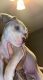 Staffordshire Bull Terrier Puppies for sale in Peoria, AZ, USA. price: $500
